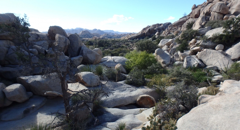 a desert landscape of bounders and shrubs